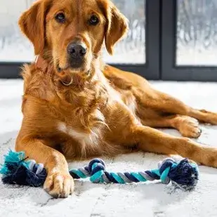 dog on rug | Gainesville CarpetsPlus COLORTILE